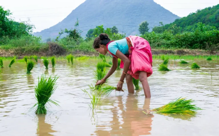 Startup de IA mede metano em arrozais e firma parceria com The Nature Conservancy