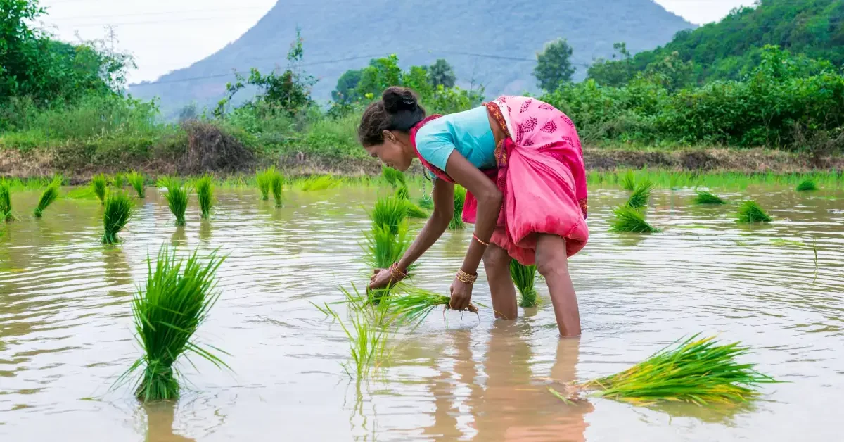 Imagem destacada - Startup de IA mede metano em arrozais e firma parceria com The Nature Conservancy